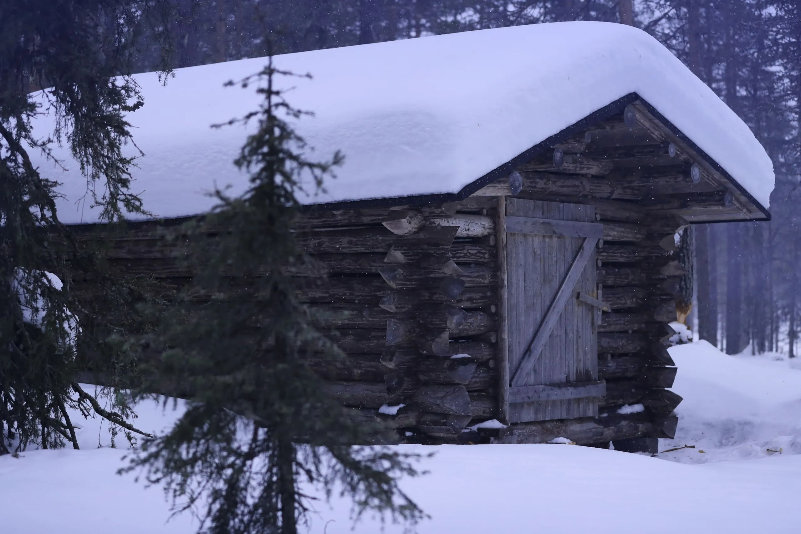 Houten blokhut tussen de sparren, met een dik pak sneeuw op het dak.